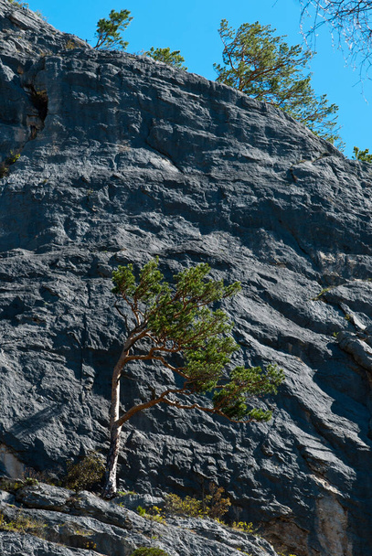 Bergboom op een rots klif - Foto, afbeelding