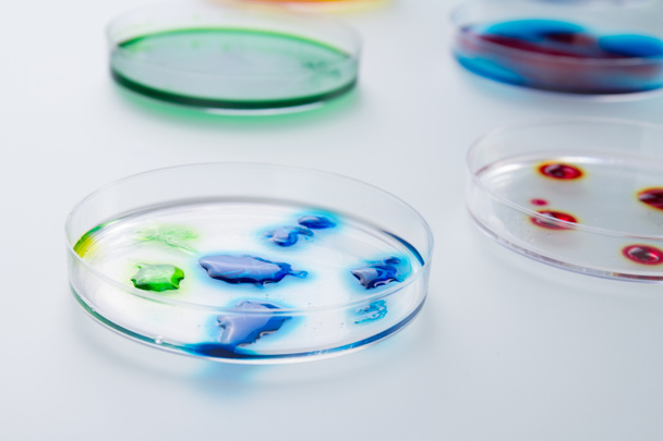Gotas de líquido colorido em placas de Petri
. - Foto, Imagem