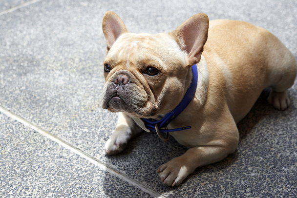 francia bulldog vár - Fotó, kép