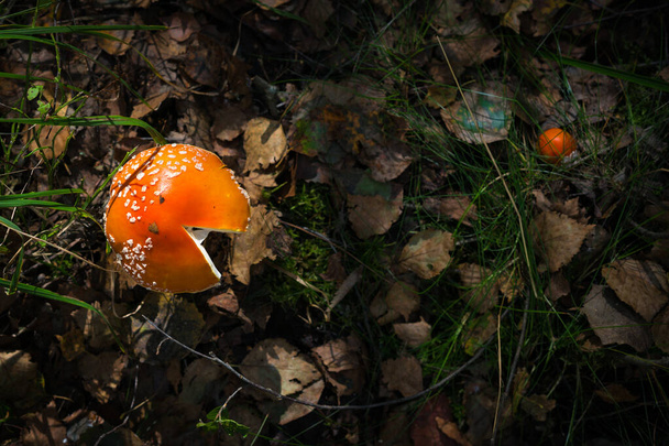 Amanita paddestoel in de herfst bos. - Foto, afbeelding