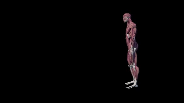 3D zpomalení animace svalů model kopání set kus fotbalový míč  - Záběry, video