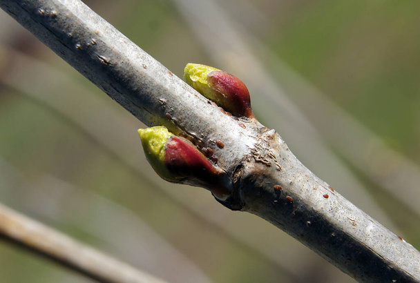 Viburnum-Zweige mit Knospen im zeitigen Frühjahr - Foto, Bild