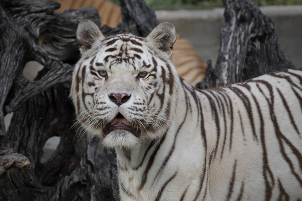 Hermoso retrato de un tigre de bengala blanco posando al atardecer
 - Foto, imagen