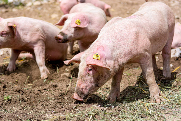 Varkens op een varkensboerderij buiten in een diervriendelijke omgeving. - Foto, afbeelding
