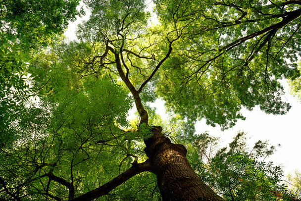 Η θέα του παλιού και μεγάλου δέντρου από κάτω μέχρι την κορυφή του δέντρου με φύλλα - Φωτογραφία, εικόνα