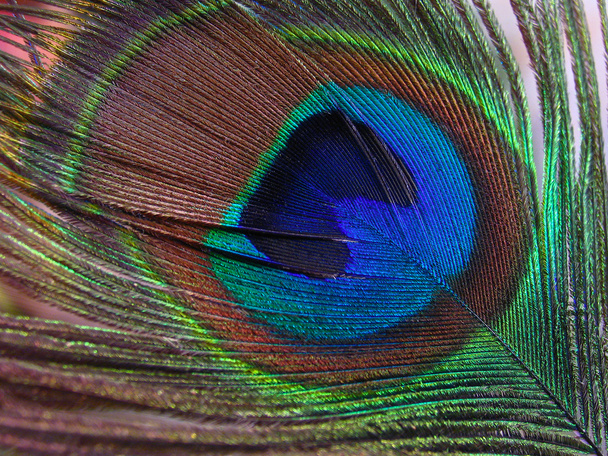 Peacock Feather - Valokuva, kuva
