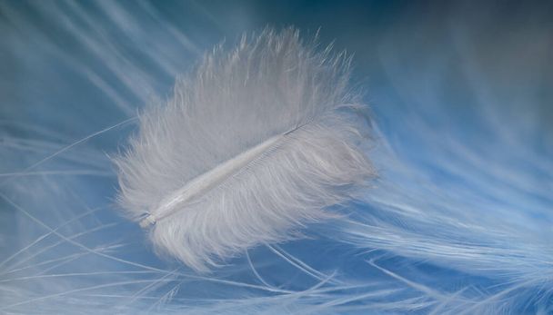Close up Bella bianco tendenze uccello piuma su un blu piuma modello texture sfondo. Macro vista fotografica
. - Foto, immagini