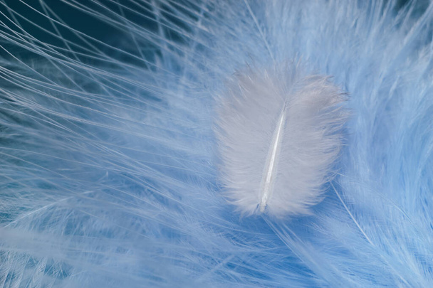 Close up Beautiful white trends bird  feather on a blue feather pattern texture background. Macro photography view. - Photo, Image