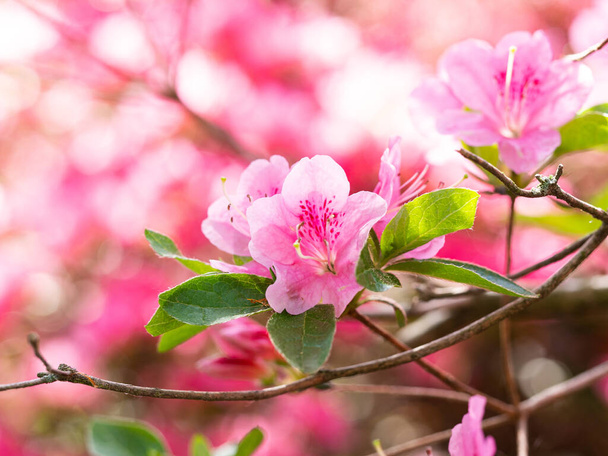 Pink flowers of Rhododendron bush - azalea,  blooming in spring garden - Photo, image