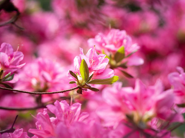 Rosafarbene Blüten des Rhododendronstrauches - Azalee, blüht im Frühlingsgarten - Foto, Bild