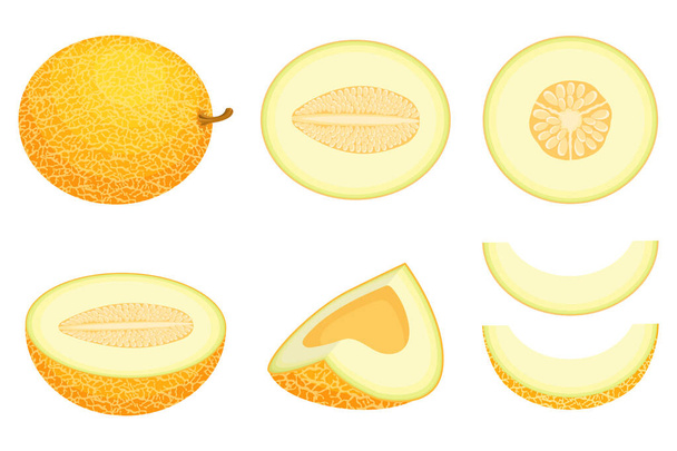 Joukko tuoreita koko, puoli, leikkaa siivu meloni hedelmiä eristetty valkoisella pohjalla. Hunajameloni. Kesähedelmät terveelliseen elämäntapaan. Orgaanisia hedelmiä. Sarjakuvatyyliin. Vektoriesimerkki mistä tahansa mallista
. - Vektori, kuva