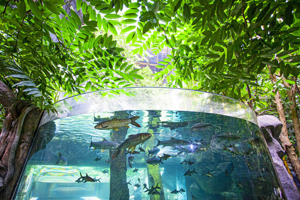Великий акваріум в океанаріумі на острові Лангкаві (Малайзія) - Фото, зображення