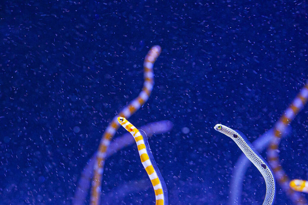 Helle Wasserwürmer im Aquarium, blauer Hintergrund - Foto, Bild