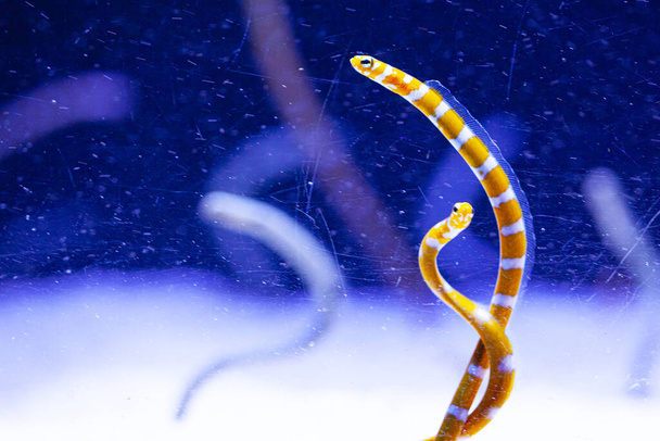 Heldere waterwormen in aquarium, blauwe achtergrond - Foto, afbeelding