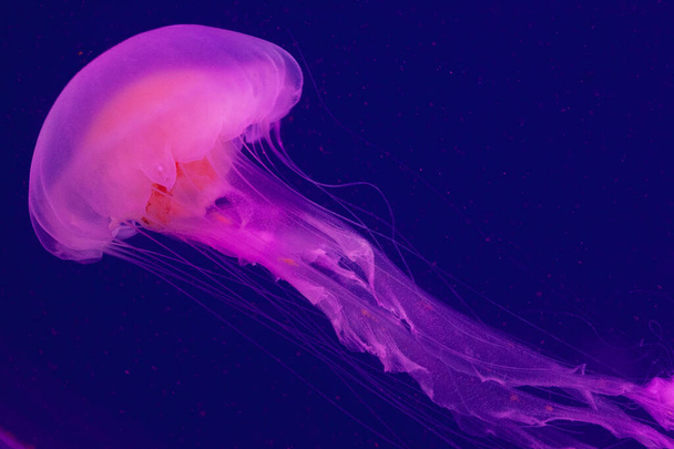 Яскраво-рожева медуза на синьому фоні
 - Фото, зображення