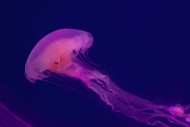 Яскраво-рожева медуза на синьому фоні
 - Фото, зображення