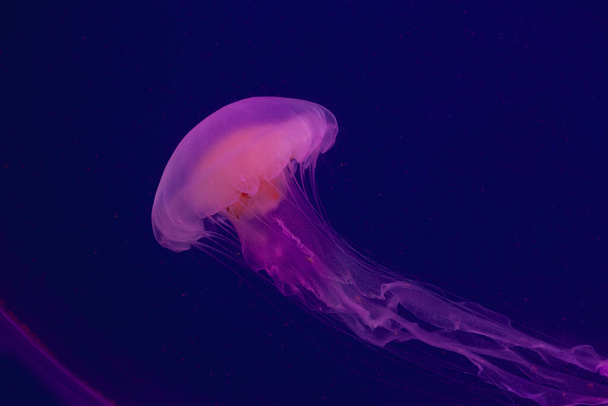 Ярко-розовая медуза на синем фоне - Фото, изображение