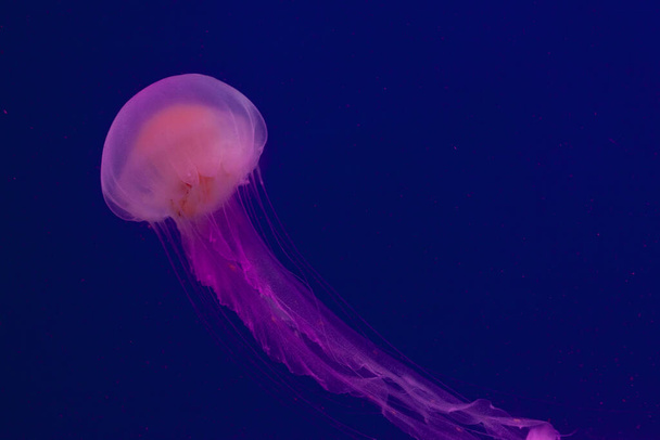 Bright pink jellyfish on the blue background - Foto, afbeelding