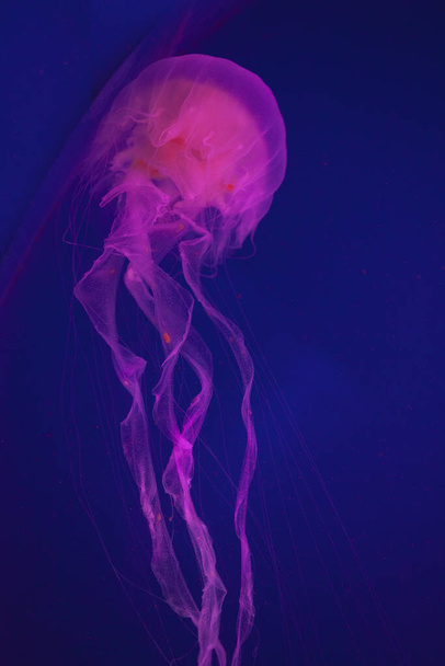 Bright pink jellyfish on the blue background - Foto, afbeelding