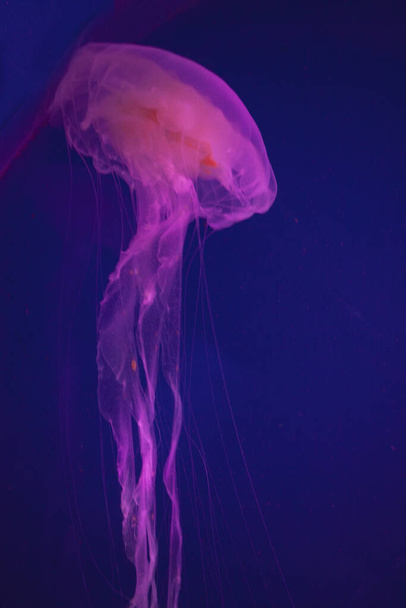 Élénk rózsaszín medúza a kék háttér - Fotó, kép