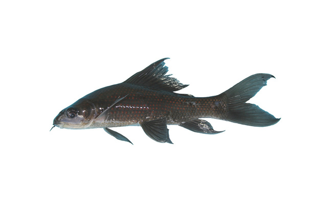 Süßwasserfische isoliert auf weißem Hintergrund - Foto, Bild
