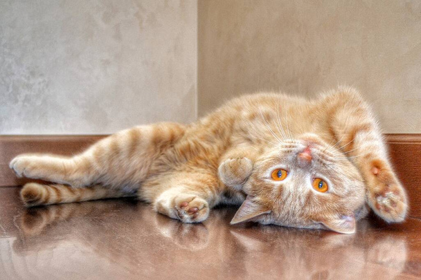 Flauschige Plüschkatzen liegen auf dem braun glänzenden Parkettboden. Hausgemachte britische Pfirsichkatze liegt auf dem Rücken - Foto, Bild