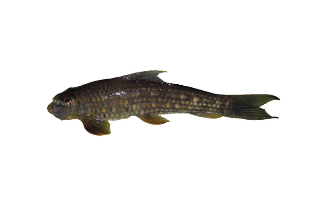 Freshwater fish isolated on white background - Valokuva, kuva