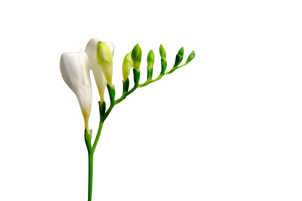 Delicate white freesia flowering over isolated background as spring holiday season symbol concept. Close up shot of fresh flowers with a lot of copy space for text. Minimalistic background. - Φωτογραφία, εικόνα