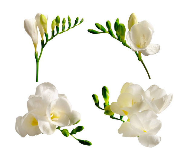 Delicate white freesia flowering over isolated background as spring holiday season symbol concept. Close up shot of fresh flowers with a lot of copy space for text. Minimalistic background. - Foto, immagini