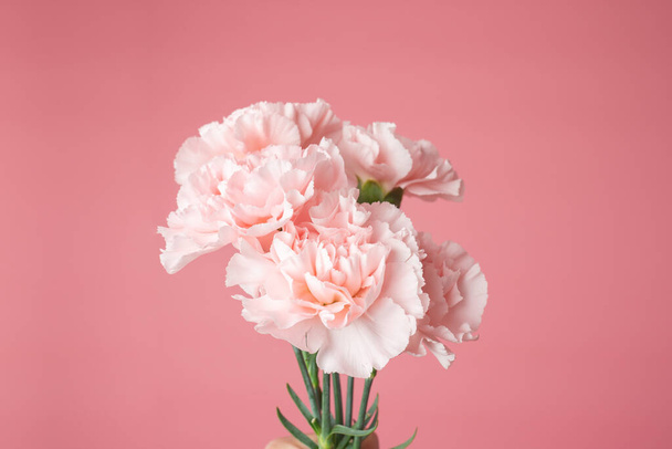 Κοντινή φωτογραφία από ένα ροζ μπουκέτο γαρύφαλλου που απομονώνεται σε ροζ φόντο - Φωτογραφία, εικόνα