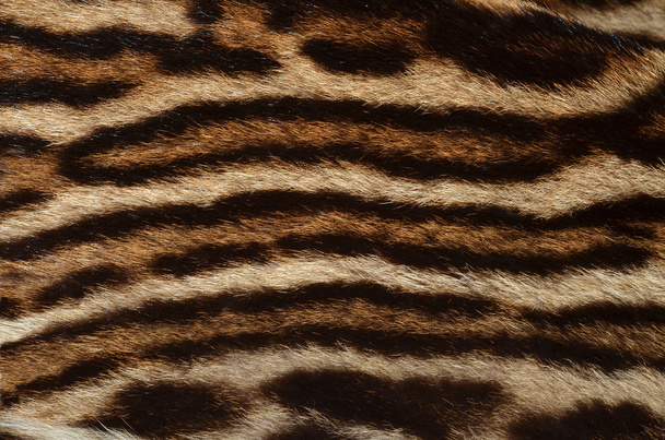 Ocelot fur texture - Photo, Image