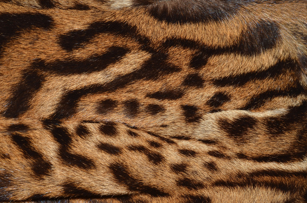 Leopard γούνα υφή - Φωτογραφία, εικόνα