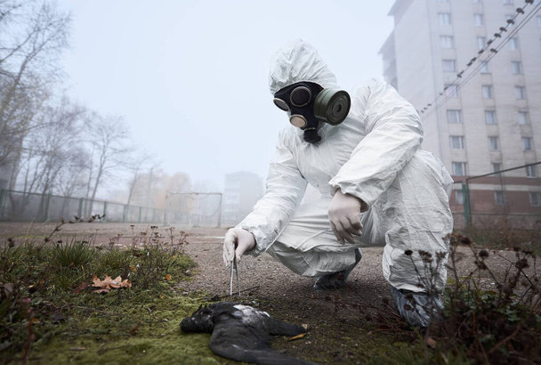 Onderzoeker in beschermend uniform met pincet en onderzoek dode duif.  - Foto, afbeelding
