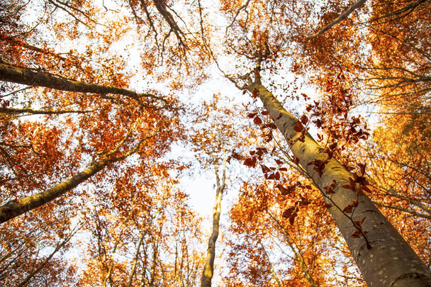Fall beech trees, fall landscape - Photo, Image