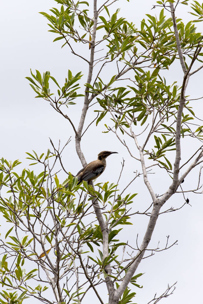 Zdjęcie New Caledonian Friarbird na drzewie - Zdjęcie, obraz