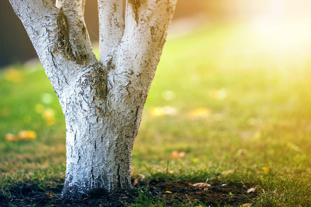 Λευκό φλοιό του δέντρου αυξάνεται σε ηλιόλουστο κήπο οπωρώνα σε θολή πράσινο φόντο αντίγραφο χώρο. - Φωτογραφία, εικόνα