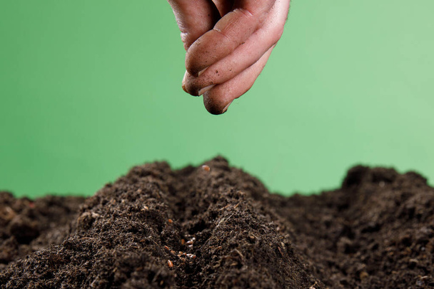 gardener's hands, a farmer planting seeds and plants in soil - Photo, Image