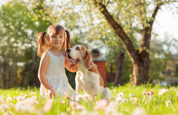 Четырехлетняя девочка в солнечный летний день с Биглом на лужайке с маргаритками. Активный отдых на природе
. - Фото, изображение
