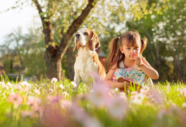 Menina de quatro anos em um dia ensolarado de verão com um Beagle em um gramado com margaridas. Descanso ativo na natureza
. - Foto, Imagem
