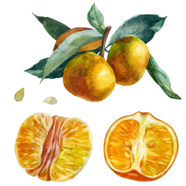 Watercolor illustration, set. Purified Mandarin Half, Purified Whole Mandarin Fruit. Branch with tangerines, mandarin leaves. Tangerine bones - Фото, изображение