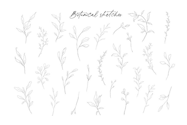 Botanical line art leaves hand drawn pencil sketches isolated on white background. Fine art floral elegant delicate graphic clipart for wedding invitation card. Vector illustration - Vector, Image