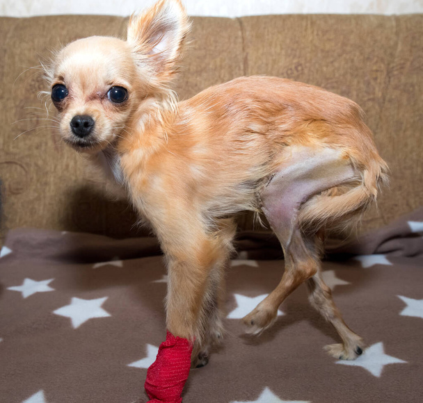 Patellar luxation in dog. Surgical correction - Photo, Image
