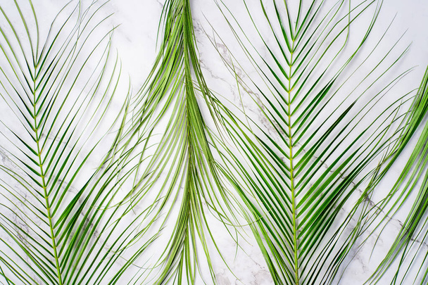 Foglie di palma tropicale si estendono su un tavolo di marmo bianco. Vista dall'alto, posizione piatta. Estate, viaggi, concetto di piante. - Foto, immagini