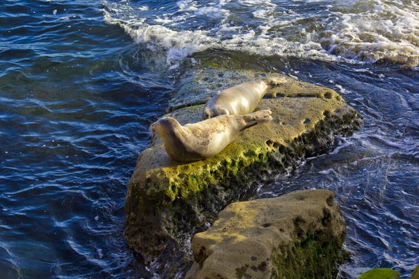 sea lion on rock in La Jolla Cove in San Diego - Φωτογραφία, εικόνα
