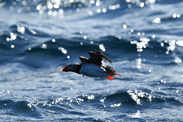 Atlantic Puffin or Common Puffin, Fratercula arctica, Norway - Photo, Image