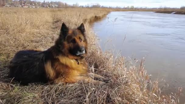 Duitse herdershond ligt op de rivieroever en kijkt naar het water. - Video