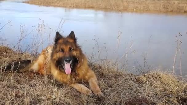 Alman çoban köpeği nehir kıyısında uzanıyor ve esniyor.. - Video, Çekim