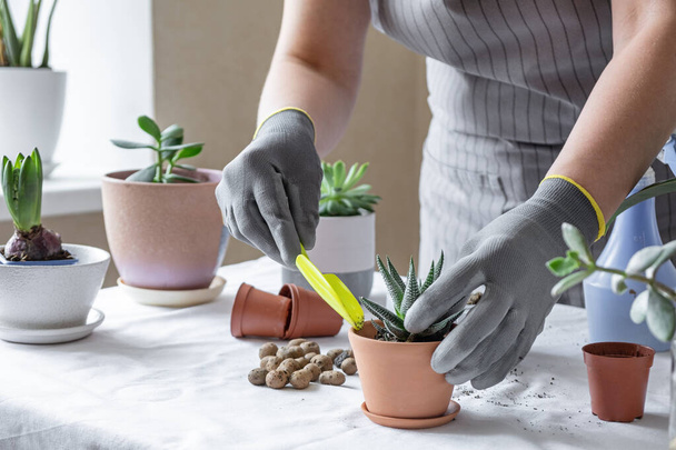 Woman gardener transplantion succulent. Concept of home gardening and planting flowers in pot, plant home decoration - Image - Fotoğraf, Görsel