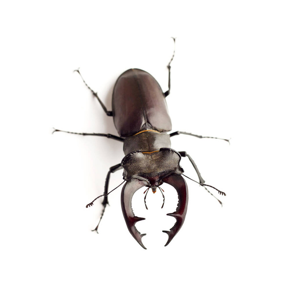 Escaravelho-das-pernas (Lucanus =us), isolado sobre fundo branco
 - Foto, Imagem