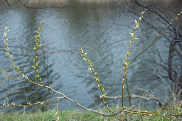 Ramas jóvenes de primavera sobre agua de manantial
 - Foto, imagen